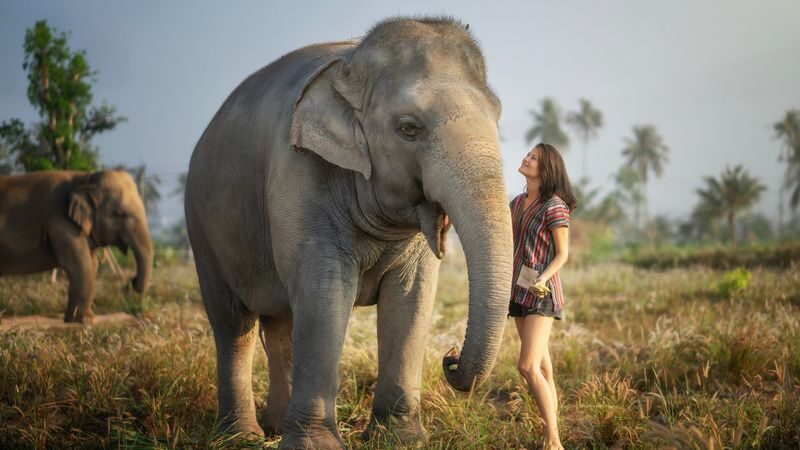 Elephant Jungle Sanctuary Pattaya Experience - Getting there and keeping the day easy