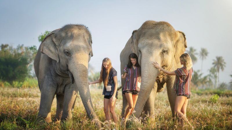 Elephant Jungle Sanctuary Pattaya Experience - Is it good value for families and solo visitors?