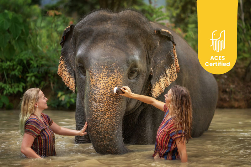 Elephant Jungle Sanctuary Phuket Experience - At a glance: feeding, bathing, and package choices