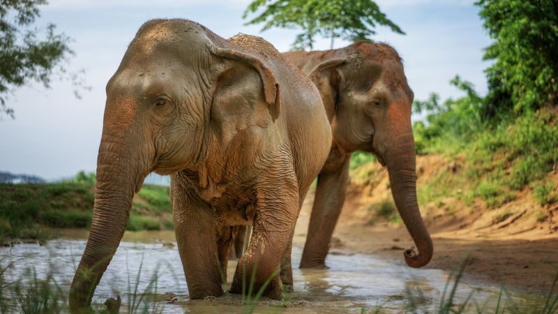 Elephant Jungle Sanctuary Phuket Experience - Meeting elephants in a guided setting