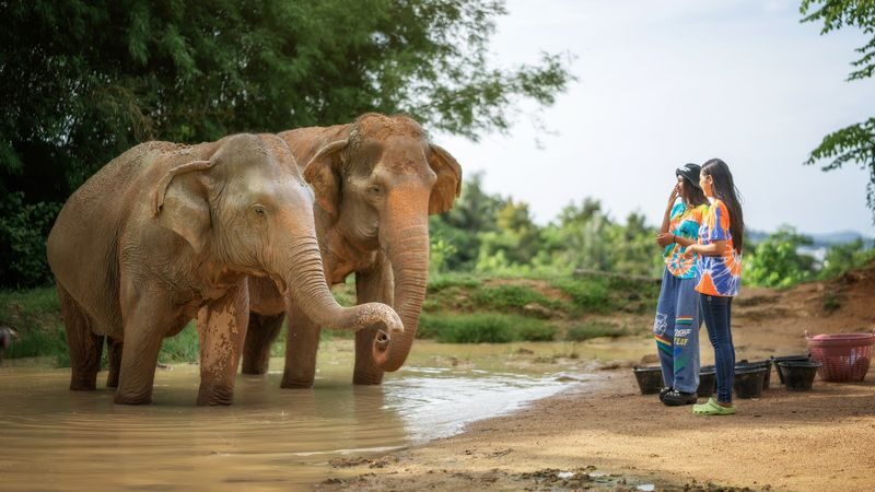 Elephant Jungle Sanctuary Phuket Experience - What changes with a mud spa and shower