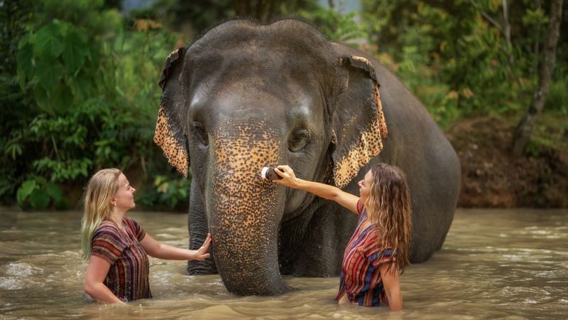 Elephant Jungle Sanctuary Phuket Experience - Choosing between a short visit and a half-day
