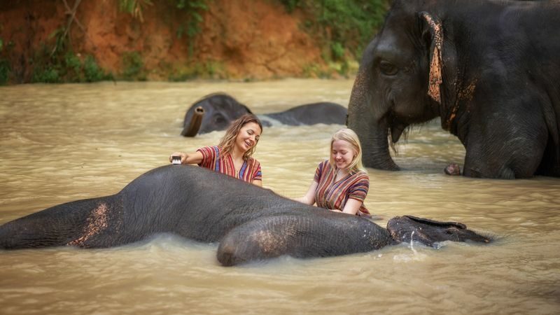 Elephant Jungle Sanctuary Phuket Experience - How the schedule works in practice