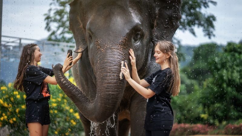 Elephant Jungle Sanctuary Phuket Experience - Is the price good value?