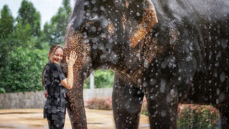 Elephant Jungle Sanctuary Phuket Experience - Should you book Elephant Jungle Sanctuary Phuket?