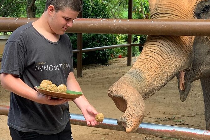 Elephant & Jungle Tour by 4WD Car - Traveler Photos, Reviews, and Questions