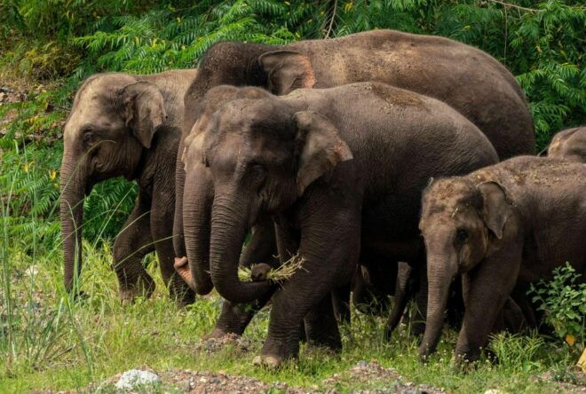 Elephant Keeper Experience Option Waterfall Day Tour - Inclusions and Important Information