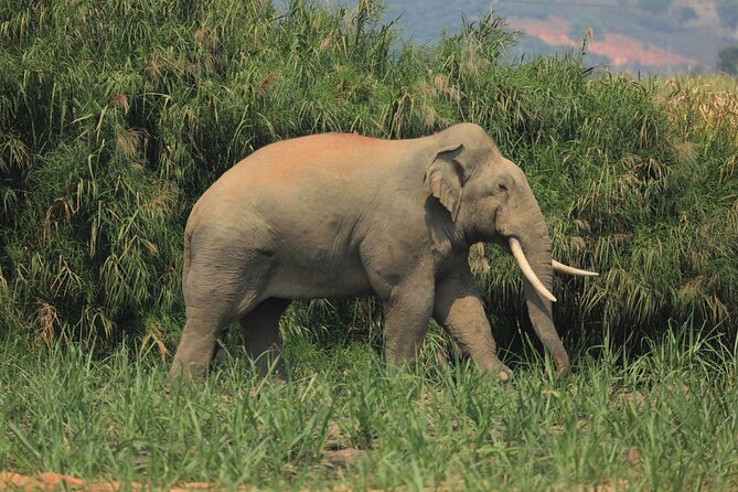 Elephant Keeper Programs Option Kuang Si Waterfall in Laos - Good To Know