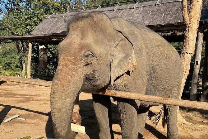 Elephant Keeper Programs Option Kuang Si Waterfall in Laos - Location and Inclusions