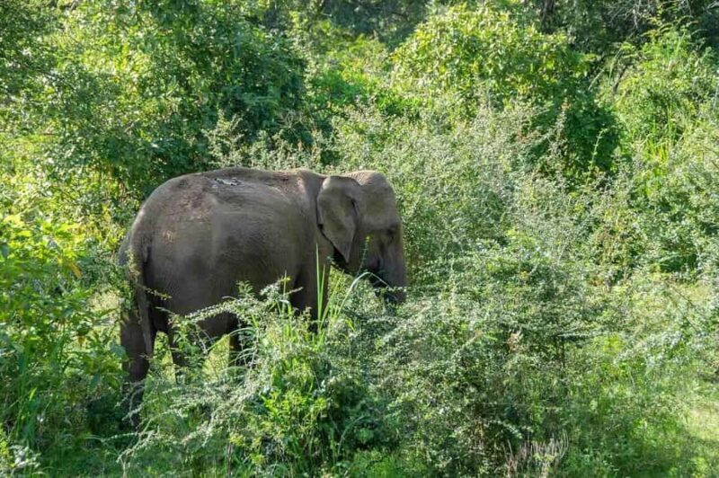 Elephant Migration Safari at Hurulu Eco Park - What to Expect During the Tour