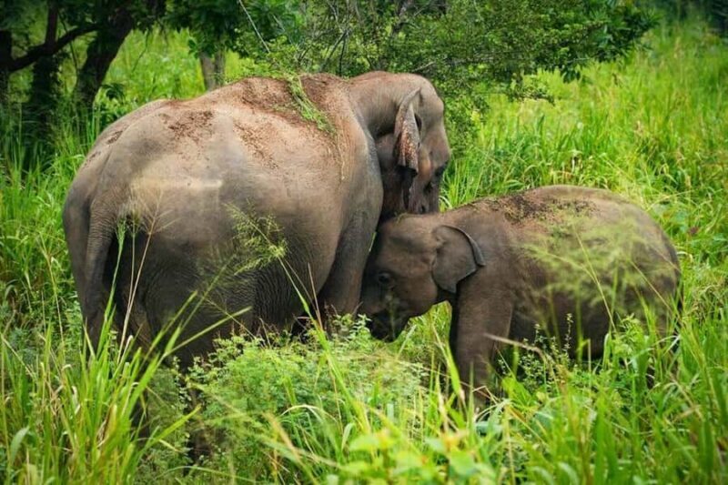 Elephant Migration Safari at Hurulu Eco Park - The Experience in a Nutshell