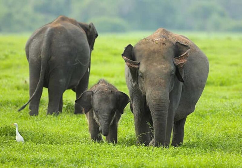 Elephant Migration Safari at Hurulu Eco Park - An Authentic Look at Hurulu Eco Park Safari