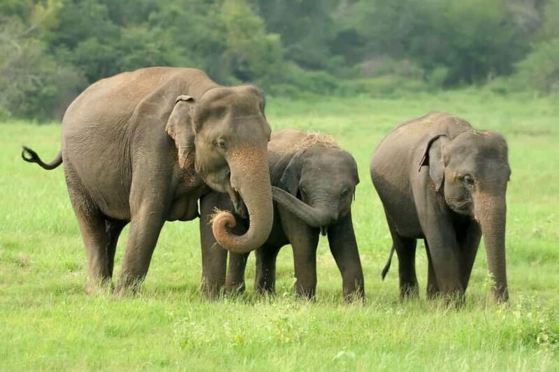 Elephant Migration Safari at Hurulu Eco Park - What You Can Expect from the Tour