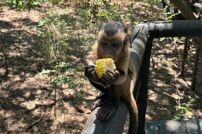 Elephant & Monkey Sanctuary Tour From Johannesburg - Common Questions