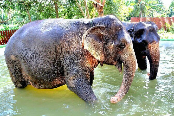 Elephant Nature Care, the largest elephant sanctuary on Koh Samui - Good To Know