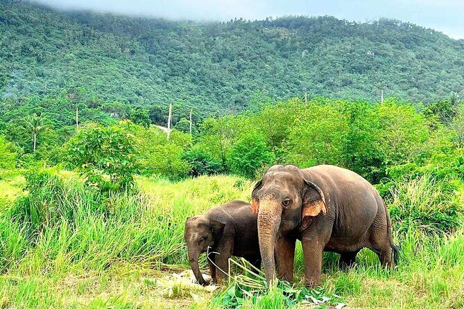 Elephant Nature Care, the largest elephant sanctuary on Koh Samui - Good To Know