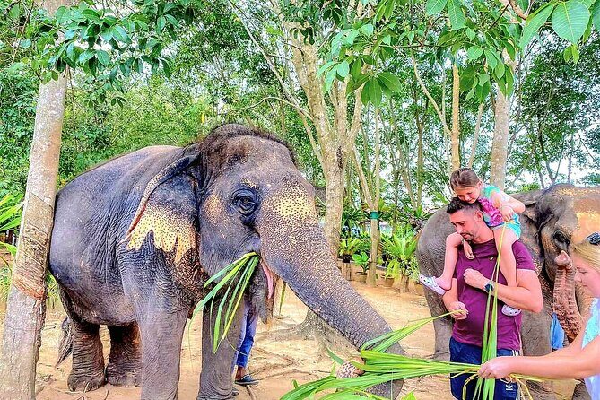 Elephant Nature Care, the largest elephant sanctuary on Koh Samui - An Authentic, Ethical Elephant Experience