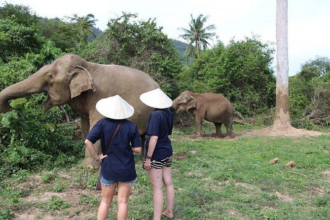 Elephant Nature Care, the Largest Elephant Sanctuary on Koh Samui - Overview of Elephant Nature Care Sanctuary