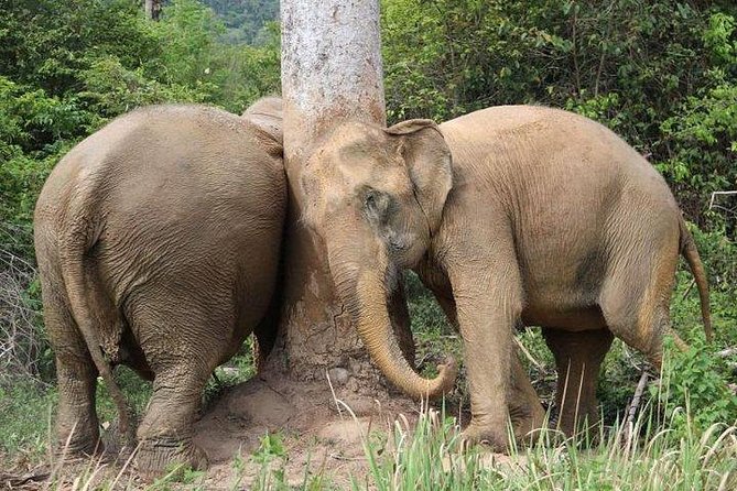 Elephant Nature Care, the Largest Elephant Sanctuary on Koh Samui - Ethical Treatment of Elephants