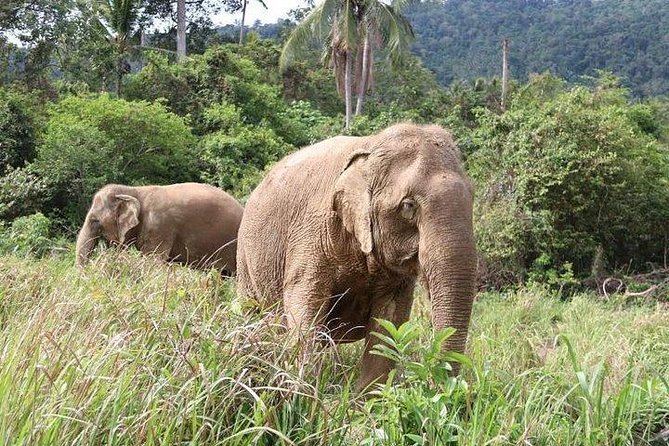 Elephant Nature Care, the Largest Elephant Sanctuary on Koh Samui - Memorable Experiences