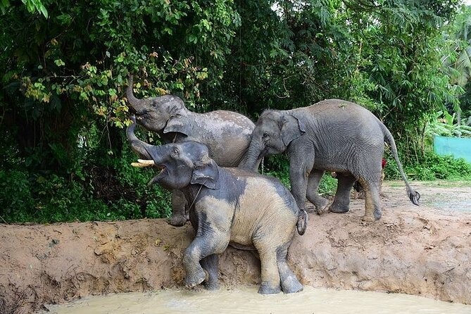 Elephant Nature Care, the Largest Elephant Sanctuary on Koh Samui - Common Questions