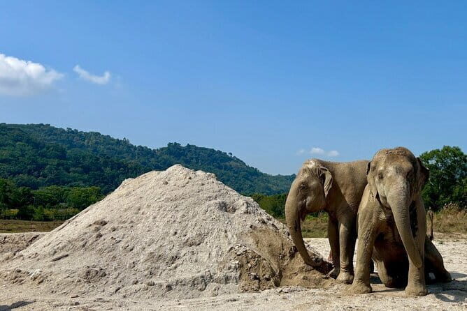 Elephant Nature Experience with Lunch at Bukit Elephant Park - The Sum Up: Who Will Love This Experience?