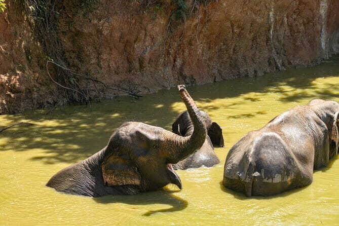 Elephant Nature Experience with Lunch at Bukit Elephant Park - The Complete Experience at Bukit Elephant Park
