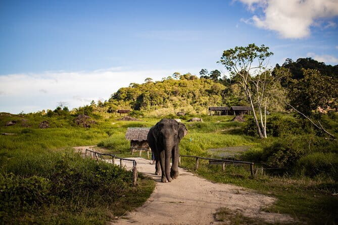 Elephant Nature Experience with Lunch at Bukit Elephant Park - Who Should Consider This Tour?