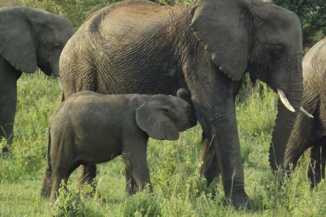 Elephant Orphanage and Giraffe Center Day Tour in Nairobi - Good To Know