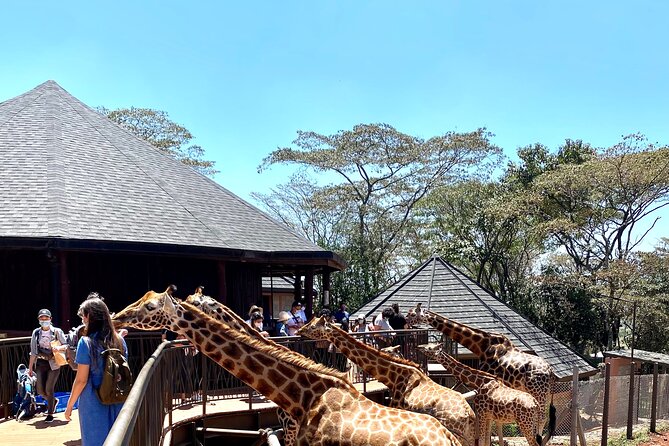 Elephant Orphanage and Giraffe Center Day Tour in Nairobi - Cancellation Policy