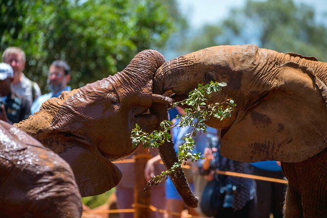 Elephant Orphanage, Giraffe Center & Bomas of Kenya Day Tour - Cancellation Policy Details