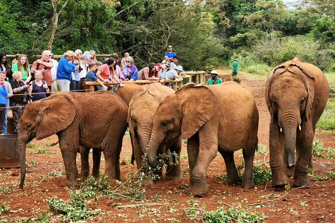 Elephant Orphanage, Giraffe Centre& Optional Nairobi Nationalpark - Pricing and Inclusions