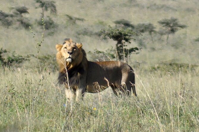 Elephant Orphanage, Giraffe Centre& Optional Nairobi Nationalpark - Cancellation Policy