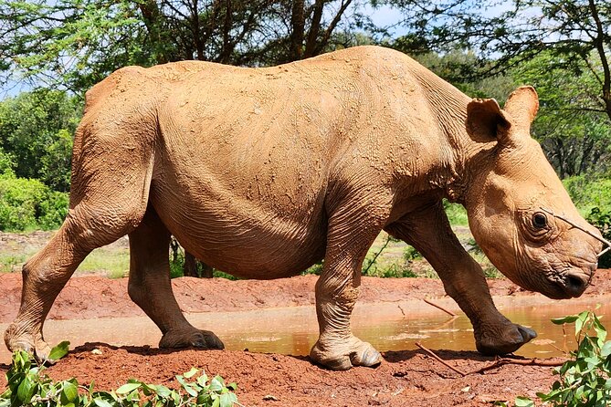 Elephant Orphanage, Giraffe Centre& Optional Nairobi Nationalpark - Frequently Asked Questions