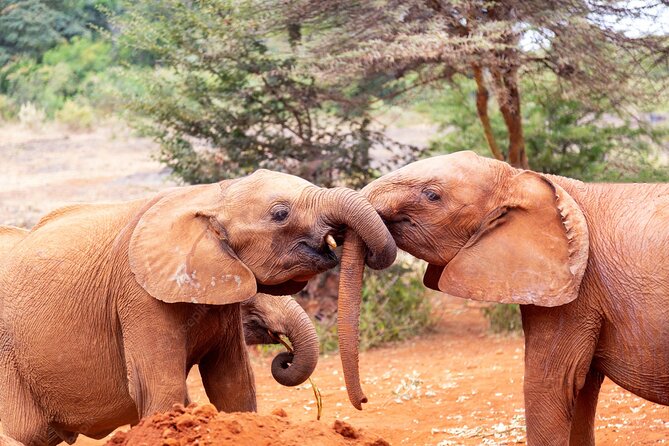 Elephant Orphanage Ticket With Pick up and Drop off - Nairobi National Park Overview