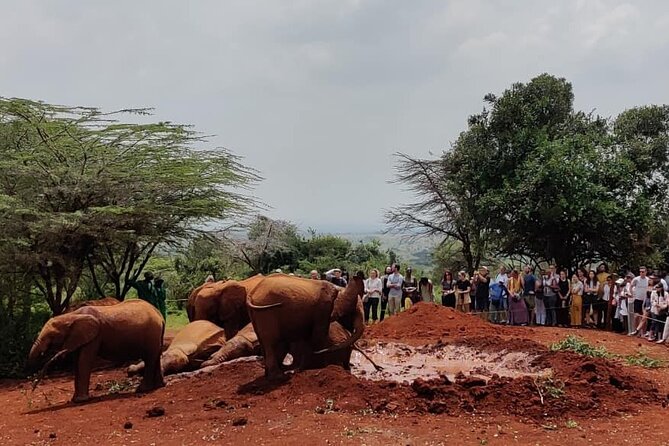 Elephant Orphanage,Nairobi National Park and Giraffe Center Tour. - Tour Highlights