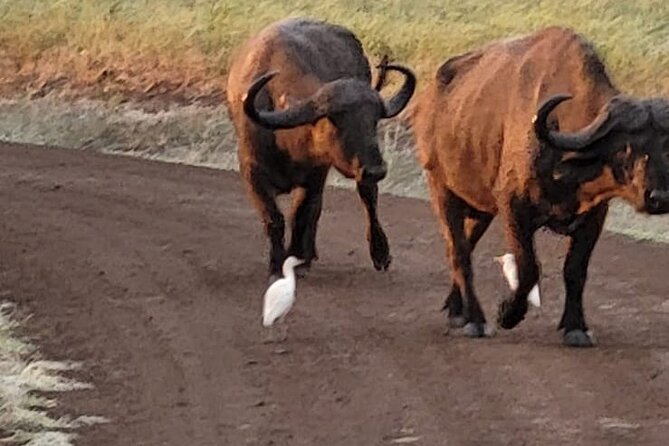 Elephant Orphanage,Nairobi National Park and Giraffe Center Tour. - Booking Process