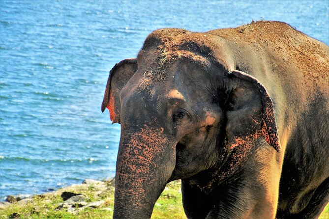 Elephant Rescue Center Day Excursion From Delhi - Good To Know
