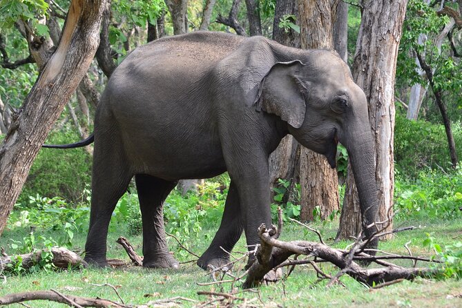 Elephant Rescue Center Day Excursion From Delhi - Directions to Center