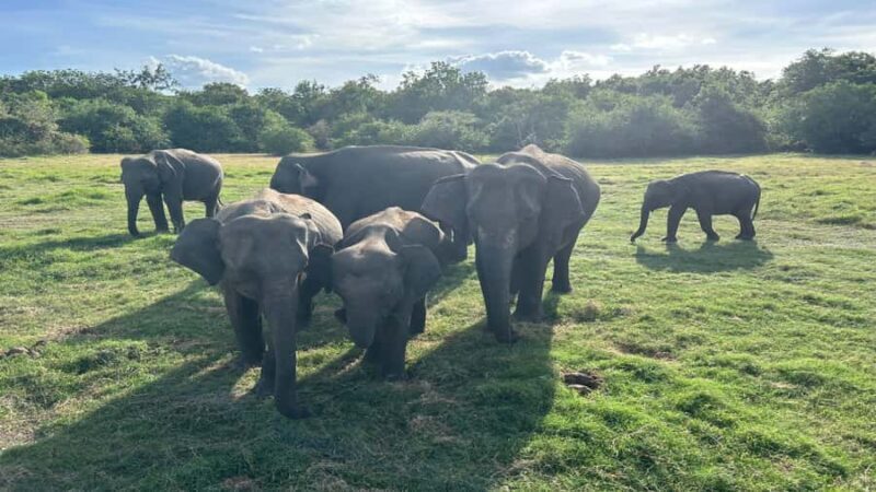 Elephant Safari Hurulu Eco park - FAQ