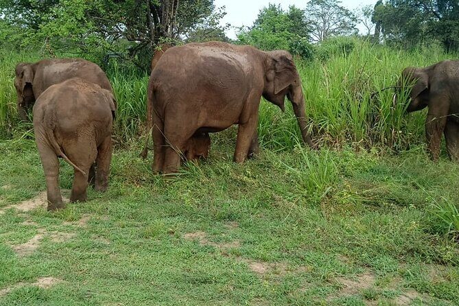 Elephant Safari in Minneriya/Kaudulla & Eco National Park - Exploring the Minneriya National Park Safari Experience