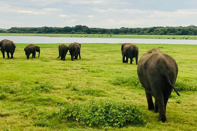Elephant Safari in Minneriya/Kaudulla & Eco National Park - The Itinerary: What to Expect