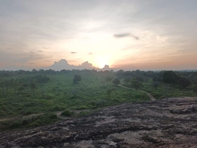 Elephant Safari Minneriya National Park by 4×4 Safari Jeep - Guided Tour Insights