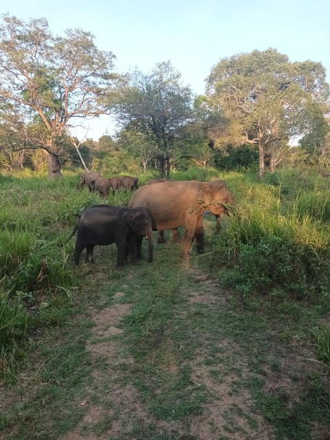 Elephant Safari Minneriya National Park by 4×4 Safari Jeep - Transportation Details
