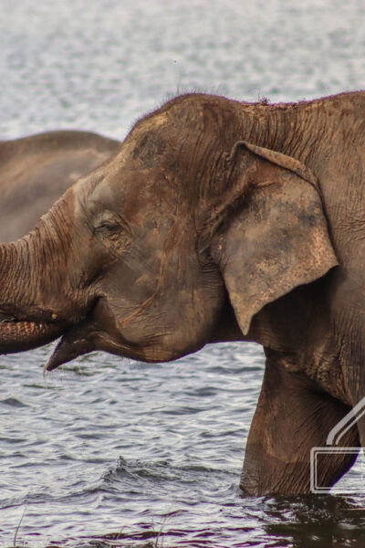 Elephant Safari Minneriya National Park by 4×4 Safari Jeep - What to Bring