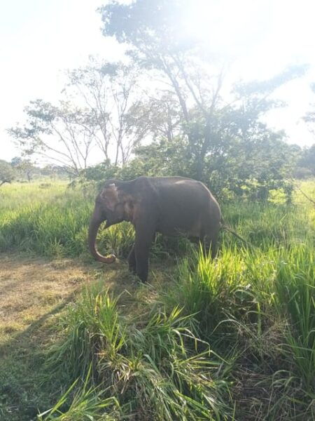 Elephant Safari Minneriya National Park by 4×4 Safari Jeep - Additional Information