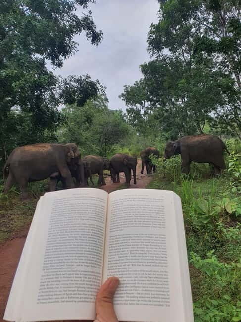 Elephant safari: Minneriya national park elephant safari - The Sum Up