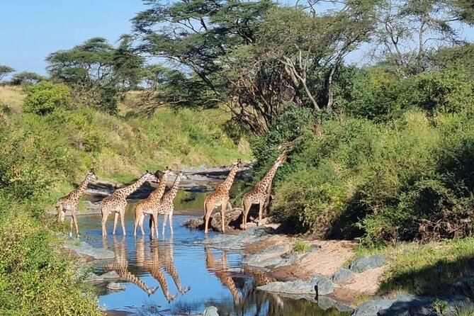 Elephant Safari Tanzania 4 Days **Sustainable Approach to Travel - Wildlife Conservation Efforts