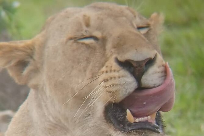 Elephant Safari Tanzania 4 Days **Sustainable Approach to Travel - Local Community Engagement