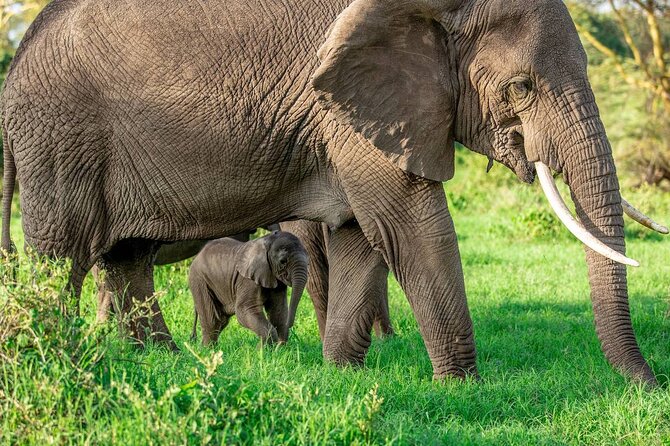 Elephant Safari Tanzania 4 Days **Sustainable Approach to Travel - Ethical Elephant Interactions